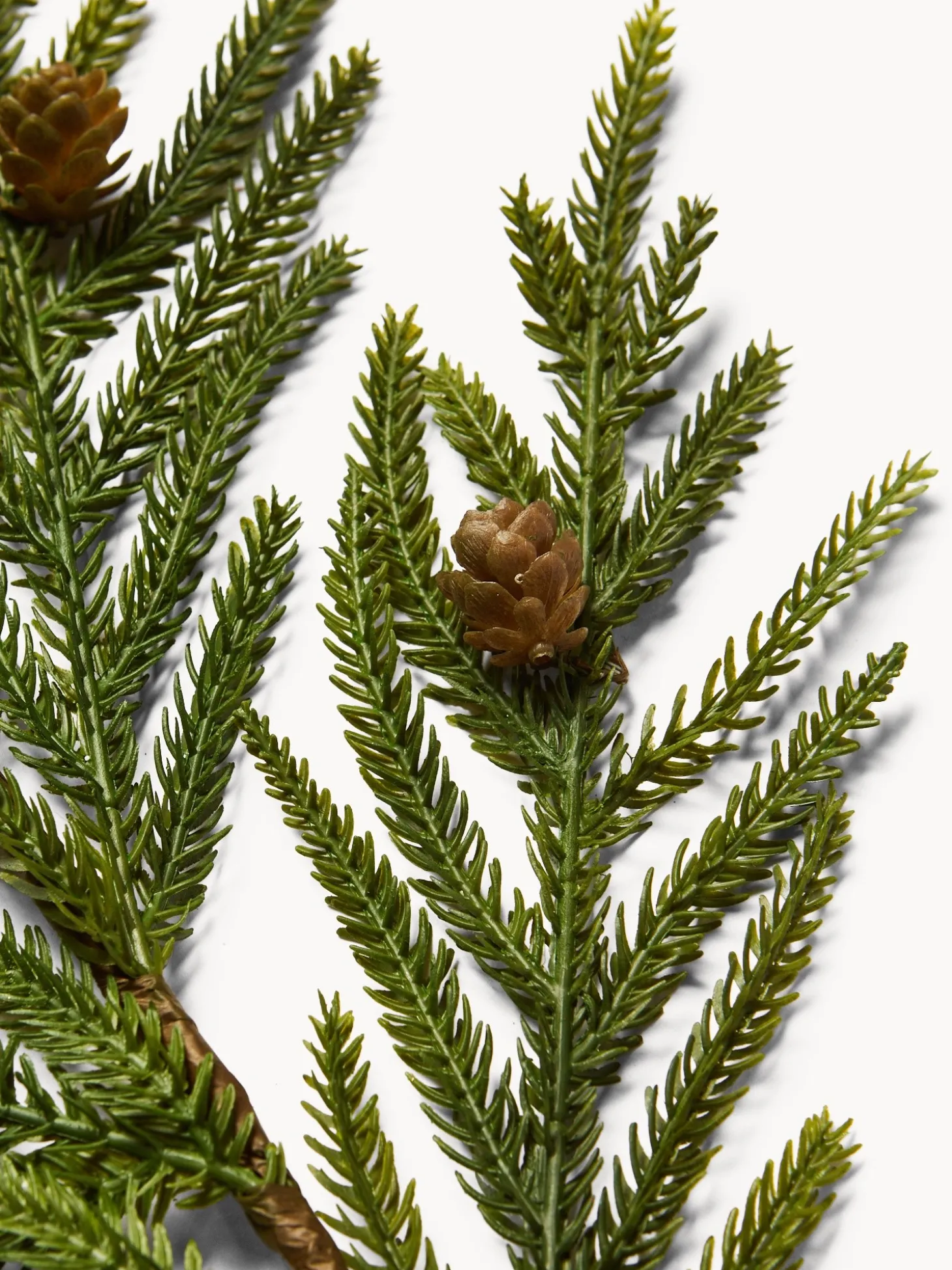 Rametto cryptomeria con pigne